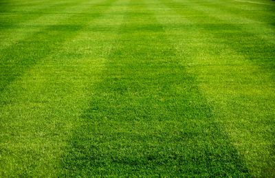 Customized Lawn Care Plans