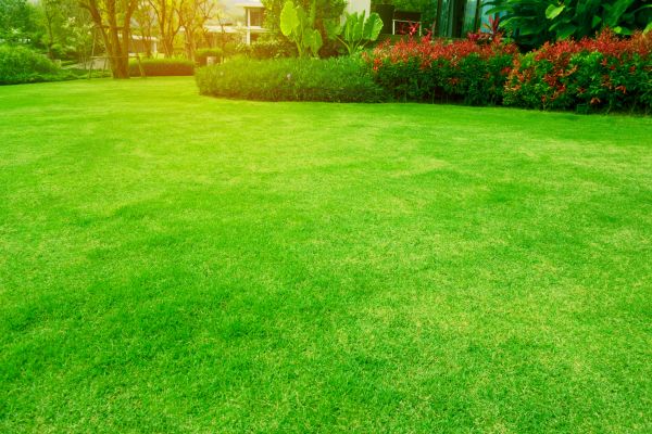 Cost of Grass Maintenance in Auburn