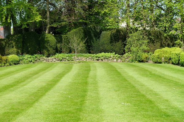 Cost of Grass Care Service in Auburn