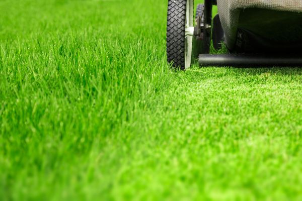 Cost of Weekly Lawn Care in Auburn