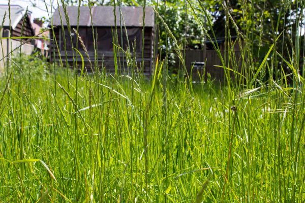 Cost of Overgrown Lawn Trimming in Auburn