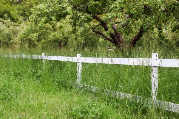 Cost of Fence Line Trimming in Auburn