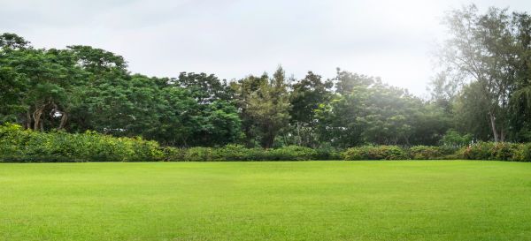 Cost of Golf Course Mowing in Auburn